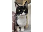 Adopt Felix a Domestic Short Hair