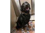 Adopt Biggie a Rottweiler, Doberman Pinscher