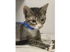Adopt Nuit a Domestic Short Hair