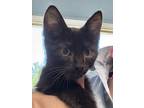 Adopt Mike n Ikes a Domestic Short Hair