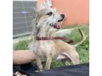 Adopt Boss X a Cairn Terrier