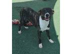 Adopt Kelso a Plott Hound, Catahoula Leopard Dog