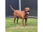Adopt Clifford a Redbone Coonhound