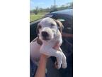 Adopt Tyrion (MM) a Mixed Breed