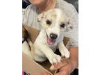 Adopt Spottie (MM) a Rat Terrier