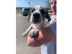 Adopt Aemond (MM) a Mixed Breed