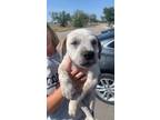 Adopt Daemon (MM) a Mixed Breed