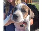 Adopt Lannister (MM) a Mixed Breed