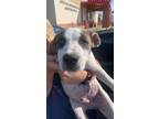 Adopt Joffrey (MM) a Mixed Breed