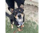 Adopt Brahman a Australian Cattle Dog / Blue Heeler, Mixed Breed