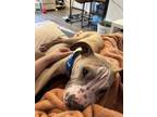 Adopt Rudie a Bull Terrier, Mixed Breed