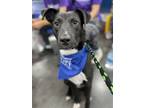 Adopt COMET (KPRC Celebrity) a Labrador Retriever, Mixed Breed