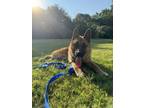 Adopt King a Akita, Shepherd