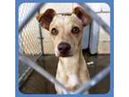 Adopt Ewan a Terrier, Mixed Breed