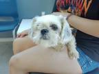 Adopt Gerry a Shih Tzu, Mixed Breed