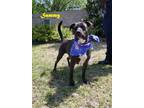 Adopt Sammy a Labrador Retriever