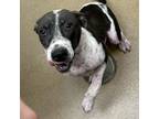Adopt Doc a American Staffordshire Terrier