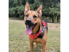 Adopt Scooby Doo a German Shepherd Dog