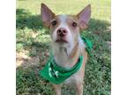Adopt Toby a Basenji