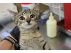 Adopt Charlie Brown a Domestic Short Hair