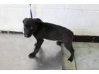 Adopt Cole a Labrador Retriever, Mixed Breed