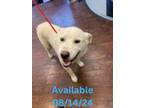 Adopt Dog Kennel #33 a Labrador Retriever, Mixed Breed