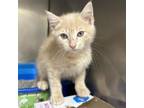 Adopt Cheddar Pepper a Domestic Short Hair