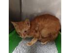 Adopt Thyme a Domestic Short Hair