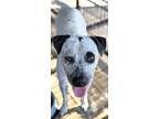 Adopt Chaos a Mixed Breed
