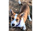 Adopt Leo a Mixed Breed