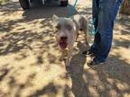 Adopt Draco a Pit Bull Terrier, Mixed Breed