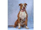 Adopt Porky a Mixed Breed