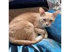 Adopt Baby Boy a Domestic Short Hair