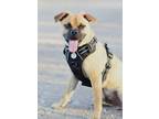 Adopt Maverick a Pug