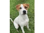 Adopt 2408-1062 Stewie (Off Site Foster) a Pit Bull Terrier