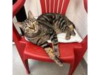 Adopt Tritt a Domestic Short Hair