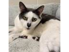 Adopt Brooks a Domestic Short Hair