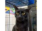 Adopt Lenny Lino a Domestic Short Hair