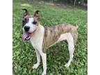 Adopt Benny a Boxer