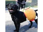 Adopt Angus Beef a Pit Bull Terrier, Mixed Breed