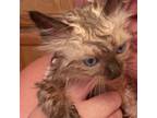 Adopt Sasquach a Siamese