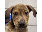Adopt Olaf a Pit Bull Terrier