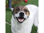 Adopt Twaine a Pit Bull Terrier, Terrier