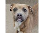 Adopt Prince a Pit Bull Terrier