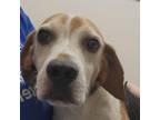 Adopt Crunchie a Beagle