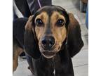 Adopt Decon a Hound