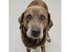 Adopt Reggie a Labrador Retriever