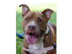 Adopt Kane a Pit Bull Terrier, Hound