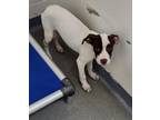 Adopt Blink/Zeus a Pit Bull Terrier, Hound