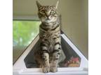 Adopt Brobee a Domestic Short Hair